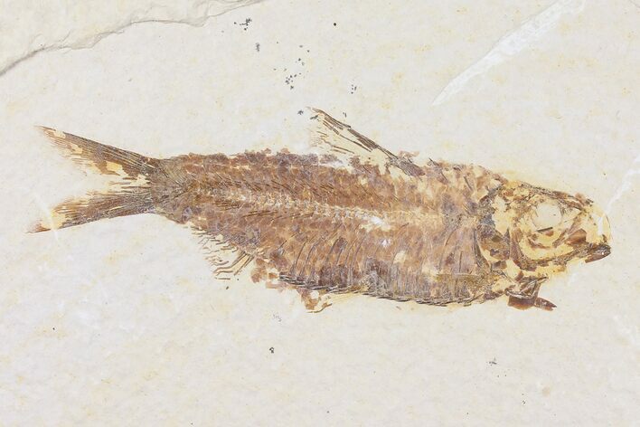 Fossil Fish (Knightia) - Wyoming #109985